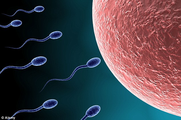 increase sperm count