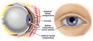 Eyes