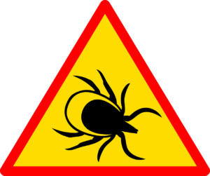Dust Mites
