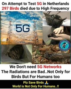 5G network in India