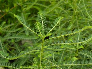 medicinal plants