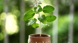 medicinal plants