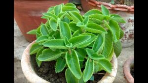 medicinal plants