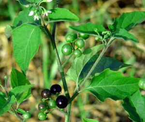 medicinal plants