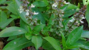 medicinal plants