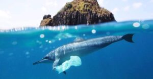 Plastic Pollution